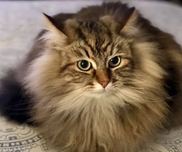 Just Cats Health Care