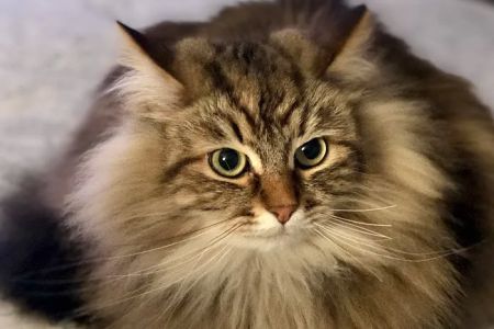 Just Cats Health Care