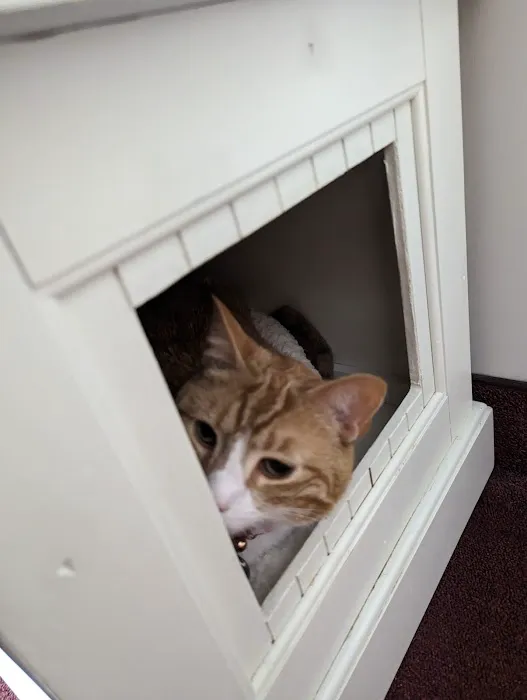 Just Cats Health Care 3