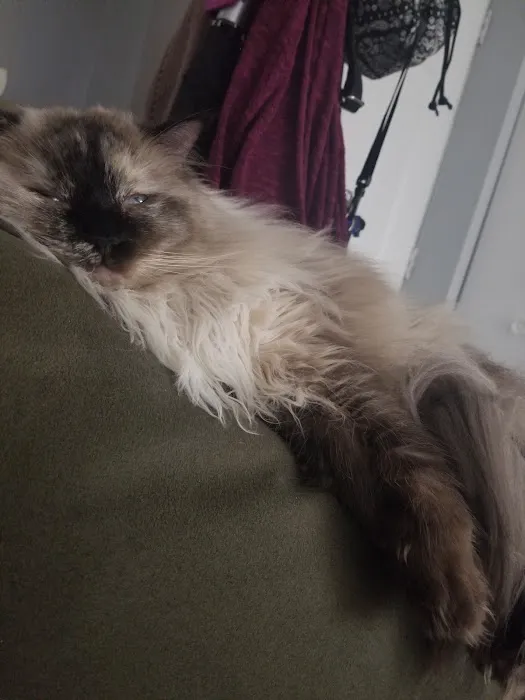 Just Cats Health Care 6
