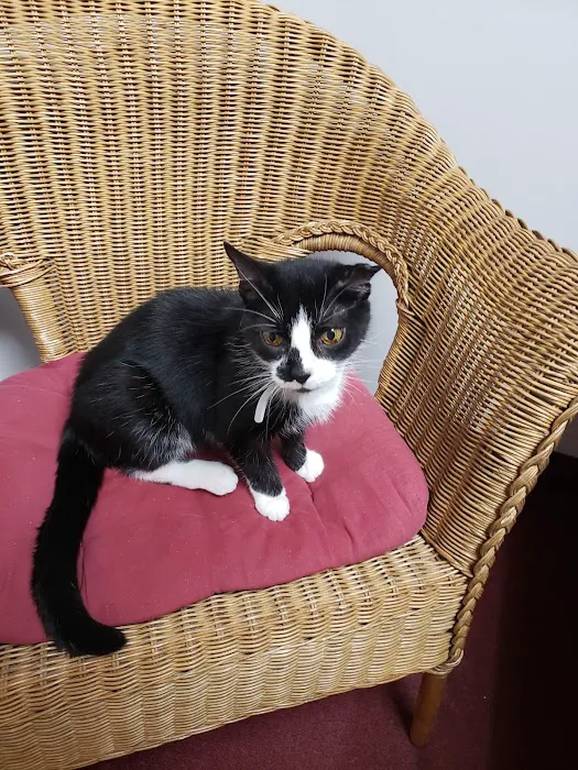 Just Cats Health Care 8