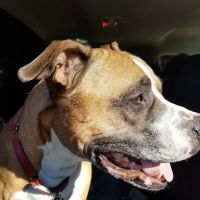 Animal Medical Hospital of Centereach ico