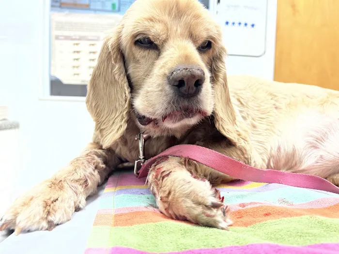 Animal Medical Hospital of Centereach 12
