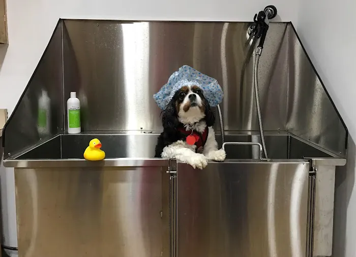 Setauket Animal Hospital 4
