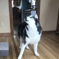 Hawkins Animal Hospital & Wellness Center ico