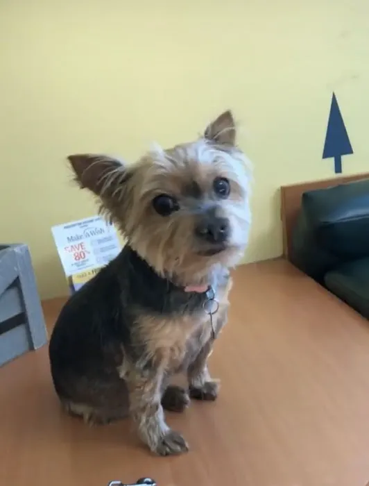 Centereach Animal Hospital 12
