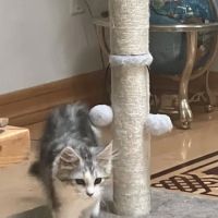 Centereach Animal Hospital ico