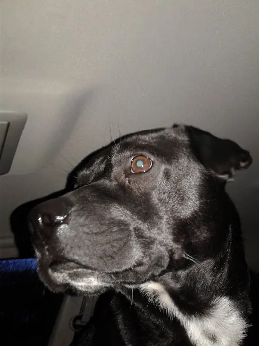 Roark Small Animal Clinic 12