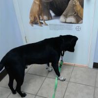 Roark Small Animal Clinic ico