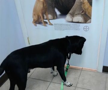 Roark Small Animal Clinic