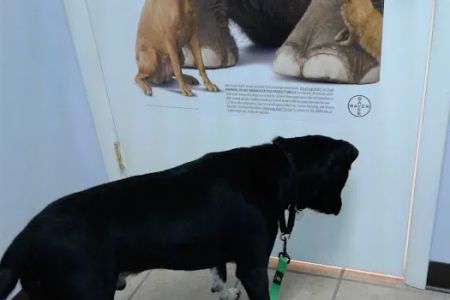 Roark Small Animal Clinic