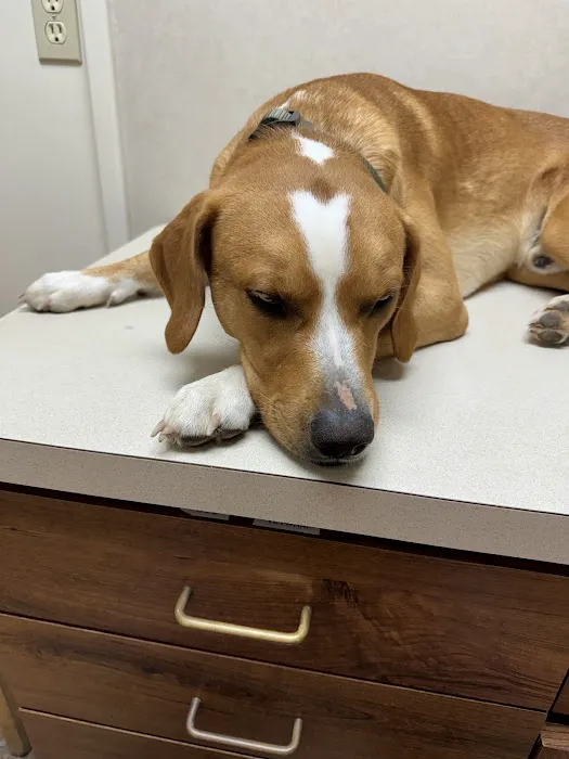Kingsport Veterinary Hospital 12