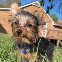 Valley View Animal Clinic ico