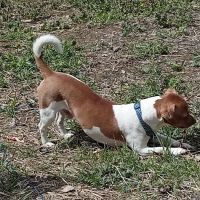Lee Highway Animal Hospital ico