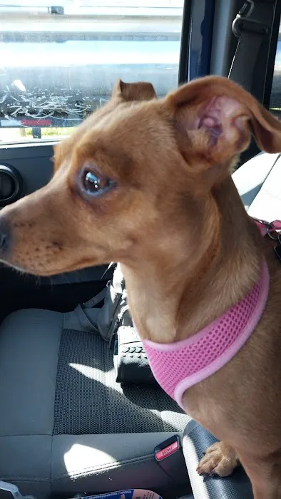 Abingdon Animal Medical Center 4