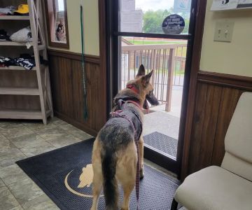 Abingdon Animal Medical Center