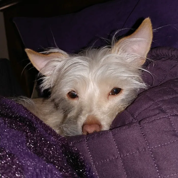 VCA El Rancho Animal Hospital 2