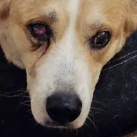 Animal Eye Vet - Marcella Ashton ico