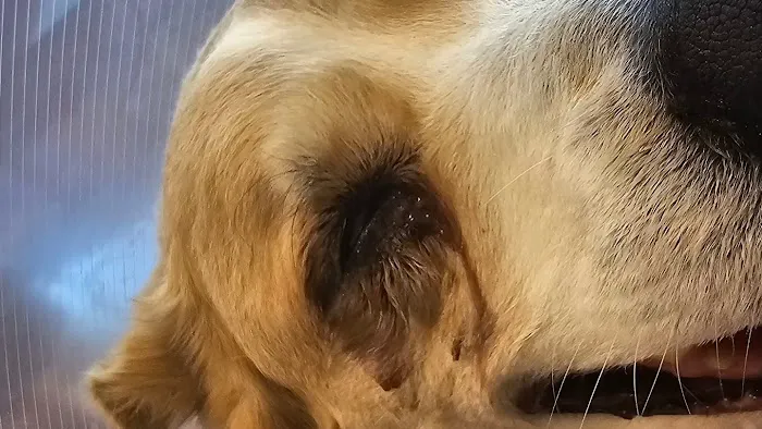 Animal Eye Vet - Marcella Ashton 2
