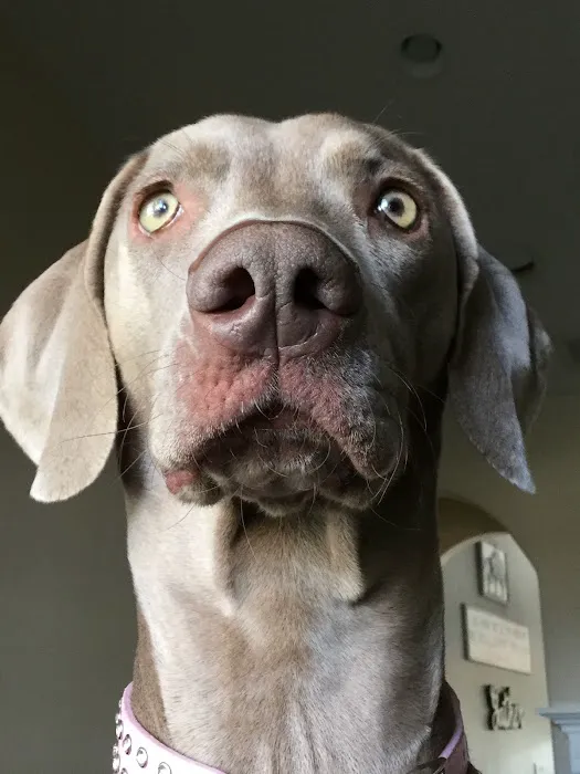 VCA Pet Medical Center 6