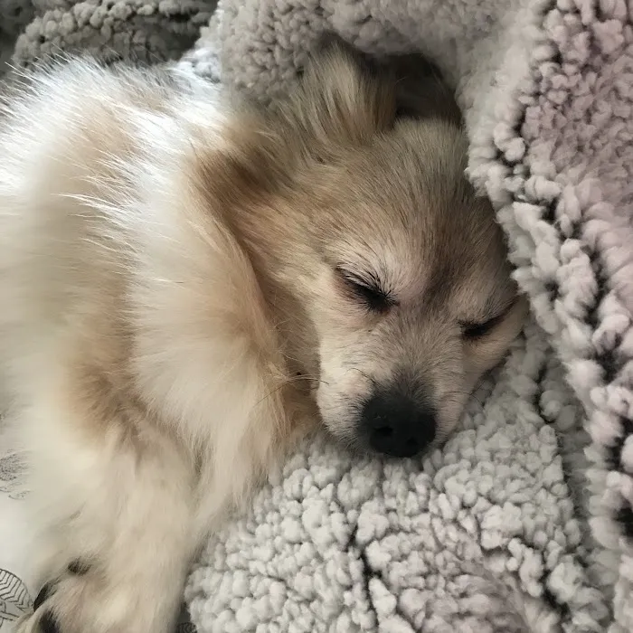 VCA Pet Medical Center 1