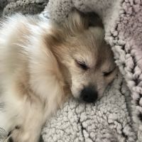 VCA Pet Medical Center ico