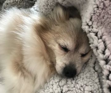 VCA Pet Medical Center