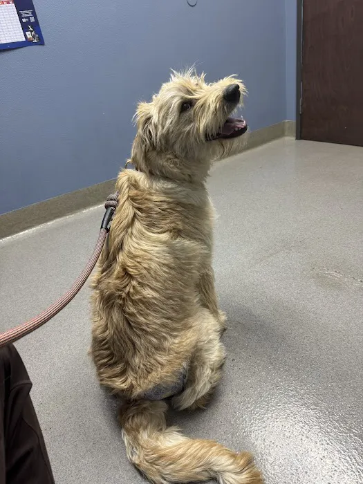 Hot Springs Animal Hospital 3