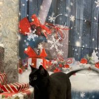 Hot Springs Animal Hospital ico