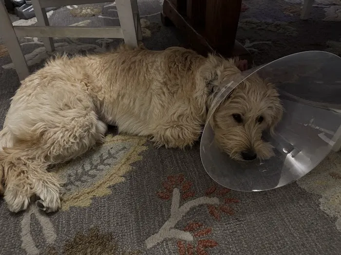Hot Springs Animal Hospital 6