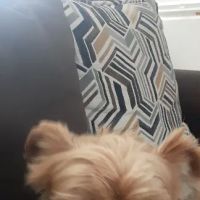 Banfield Pet Hospital ico