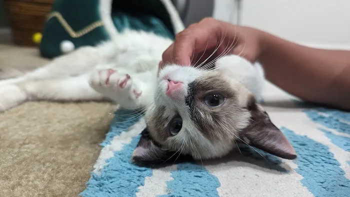 Murrieta Animal Hospital 6