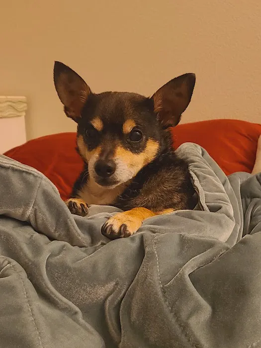 Murrieta Animal Hospital 7