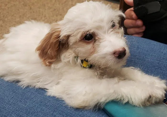 Murrieta Animal Hospital 1
