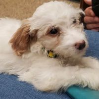 Murrieta Animal Hospital ico