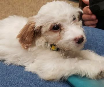 Murrieta Animal Hospital