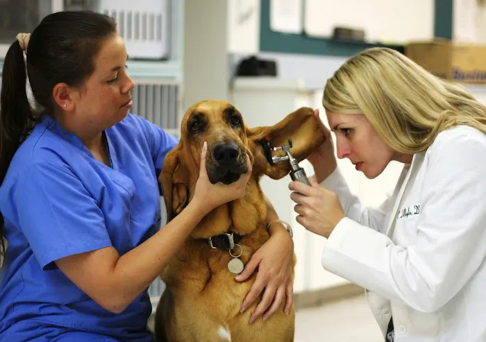 Murrieta Animal Hospital 10