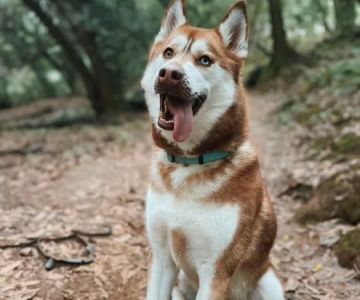 Sky Canyon Animal Hospital- Murrieta