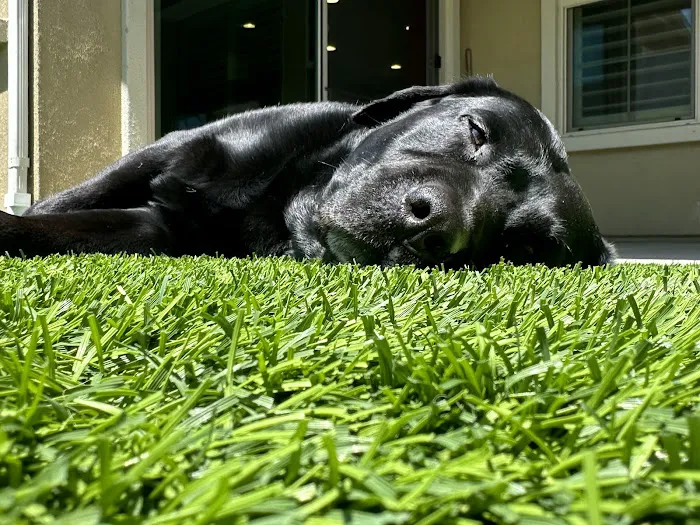 Sky Canyon Animal Hospital- Murrieta 10