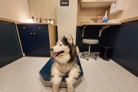 Bond Vet - Westport