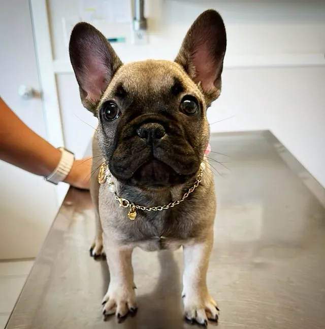 Westport Animal Hospital 2