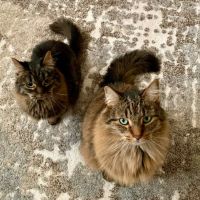 Westport Animal Hospital ico