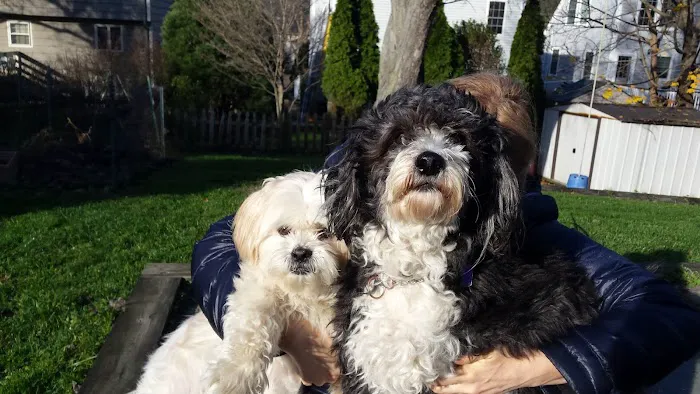 Westport Animal Hospital 9