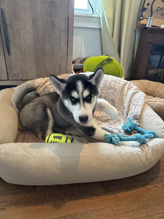 Spot On Veterinary Hospital - Westport 12