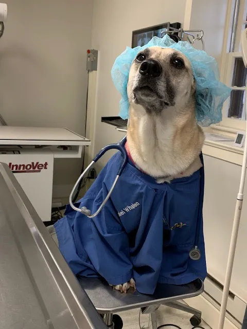 Easton Veterinary 12