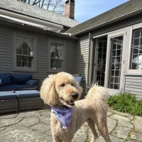 Pine Plains Veterinary Hospital ico