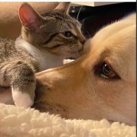 Kent Animal Clinic ico
