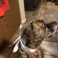 Bee Tree Veterinary Clinic LLC ico