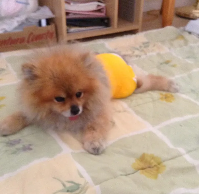 Pet Assistance, Inc. 1