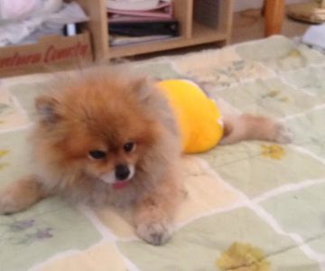 Pet Assistance, Inc.